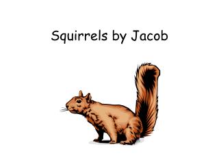 Squirrels by Jacob