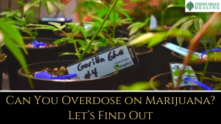Can You Overdose on Marijuana? Let’s Find Out