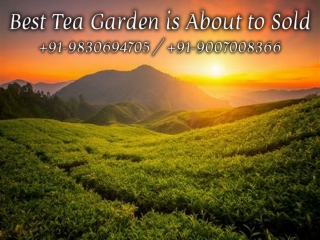 Best Tea Garden is About to Sold