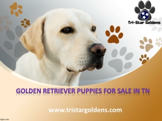 Golden Retriever Puppies for Sale in TN | Tri-Star Goldens