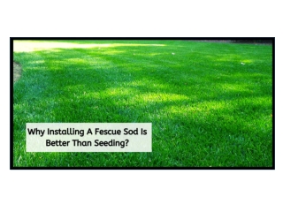 WHY INSTALLING A FESCUE SOD IS BETTER THAN SEEDING?