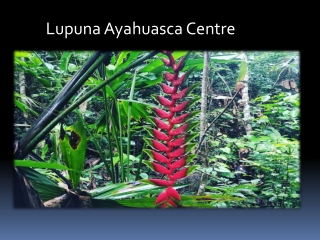 Plant Medicine Retreat Peru