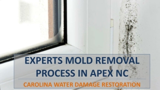 Experts Mold Removal Process in Apex NC