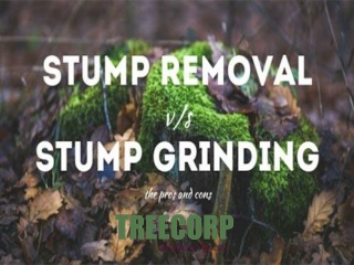 Why You Should Consider Stump Grinding