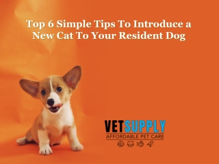 How to introduce a New Cat To Your Resident Dog