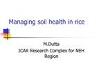 Managing soil health in rice