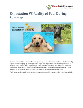 Expectation VS Reality of Pets During Summer - CanadaVetExpress