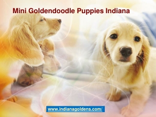 Very Intelligent Mini Goldendoodle Puppies for in Indiana