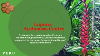 Plant Medicine Retreat Peru | centrelupunaayahuasca