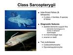 Class Sarcopterygii