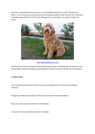 7 Things to know about labradoodle