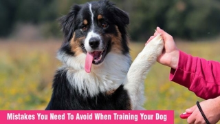 Dog Training Tips: Mistakes You Need To Avoid When Training Your Dog