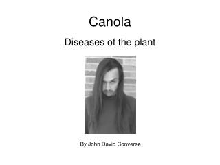 Canola