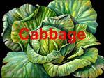 Cabbage