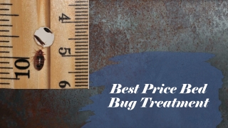 Most effective bed bug treatment for your room bugs