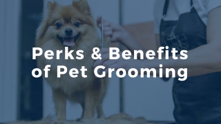 Perks & Benefits of Pet Grooming
