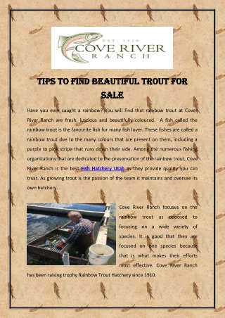 Tips to Find Beautiful Trout for Sale