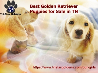 Best Golden Retriever Puppies for Sale in TN