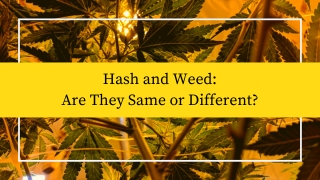 Hash and Weed Are They Same or Different?