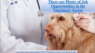 There are Plenty of Job Opportunities in the Veterinary Sector