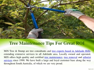 Tree Maintenance Tips For Great ROI