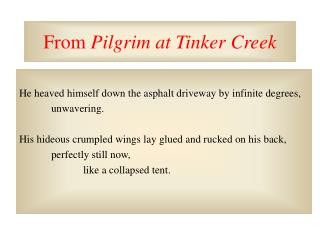 From Pilgrim at Tinker Creek