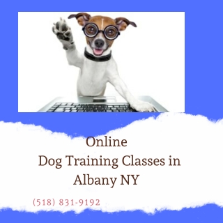 Online Dog Training Classes in Albany NY