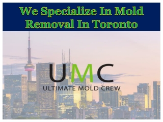 We Specialize In Mold Removal In Toronto