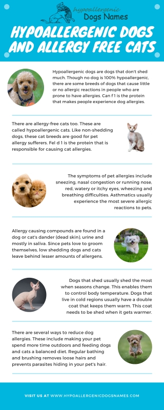 Hypoallergenic Dogs and Allergy Free Cats