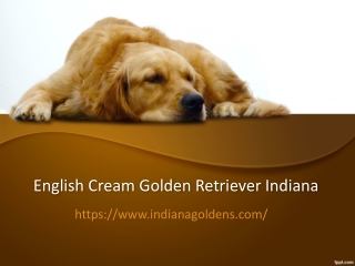 English Cream Golden Retriever Indiana