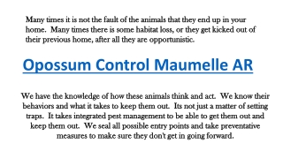 Opossum Control Maumelle AR