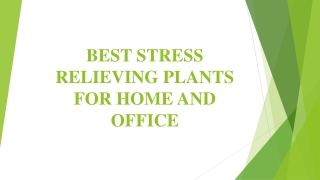 Best Stress Relieving Plants for Office and Home