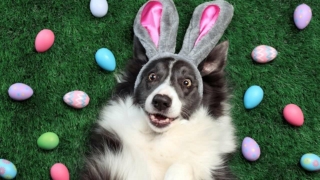 Easter Activities: 4 Ways To Include Your Pet in Easter Celebrations