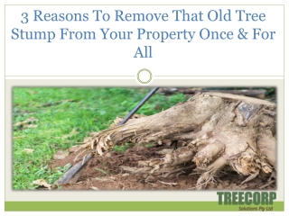 3 Reasons To Remove That Old Tree Stump