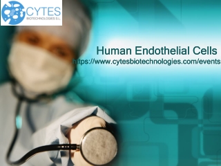 Human Endothelial Cells