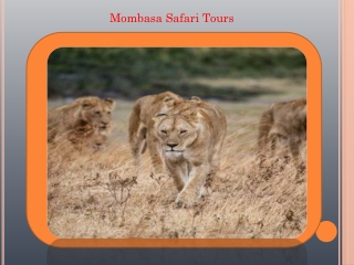 Mombasa Safari Tours