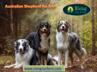 Australian shepherd for sale at Rising Sun Farm