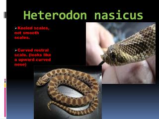 Heterodon nasicus