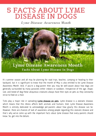 5 Facts About Lyme Disease in Dogs