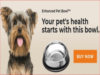 English bulldog bowl