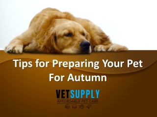 Tips for Preparing Your Pet For Autumn