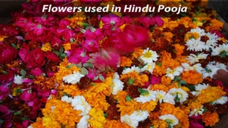 Flowers form an integral part of Hindu Pujas. Flowers are offered to gods and goddesses in different Pujas. If you aren’