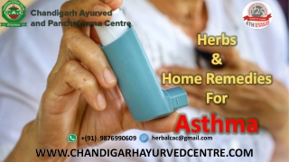 What are the Herbs and Home Remedies for treatment of Asthma Naturally?