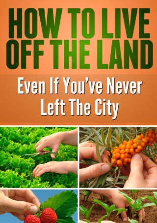 Best survival foods and kits-Best Prepper food-Llive off the land