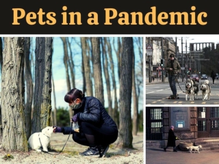 Pets in a pandemic