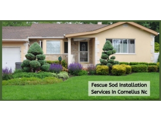 FESCUE SOD INSTALLATION SERVICES IN CORNELIUS NC