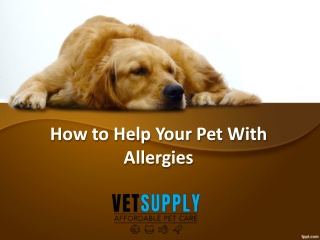 How to Help Your Pet With Allergies