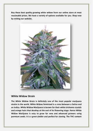 White Widow Marijuana Seeds-theseedpharm.com