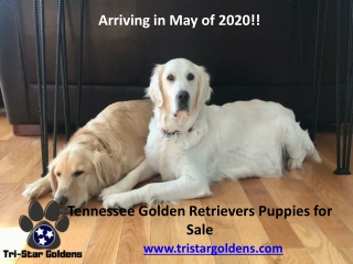 Tennessee Golden Retrievers Puppies for Sale