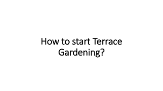 How to start Terrace Gardening?